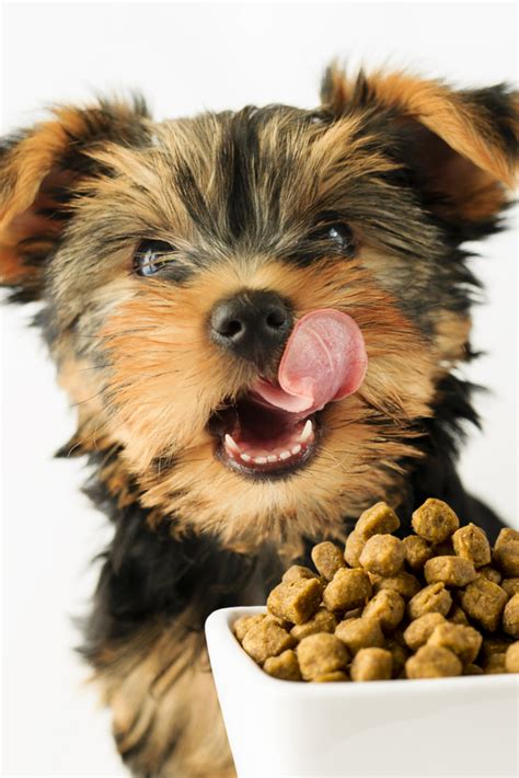 4.8 out of 5 stars 835. Yorkshire puppy eating a tasty dog food #yorkshireterrier ...