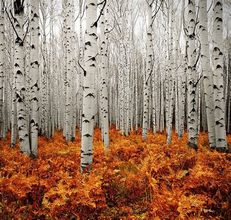 Birch Trees In Colorado Pics