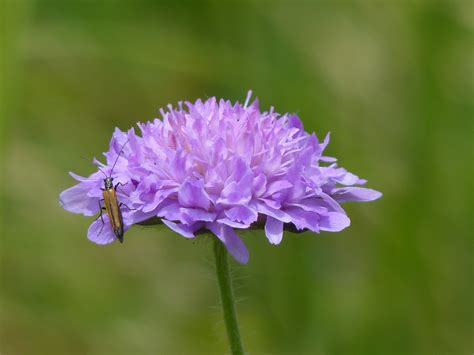 Free Images Blossom Meadow Purple Petal Bloom Herb Insect