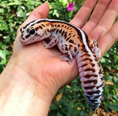 Choosing The Best Pet Gecko And Its Costs And Care Uk Pets