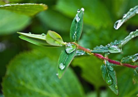 X Wallpaper Macro Drop Water Leaves Drops Rain Leaf Green Color Peakpx