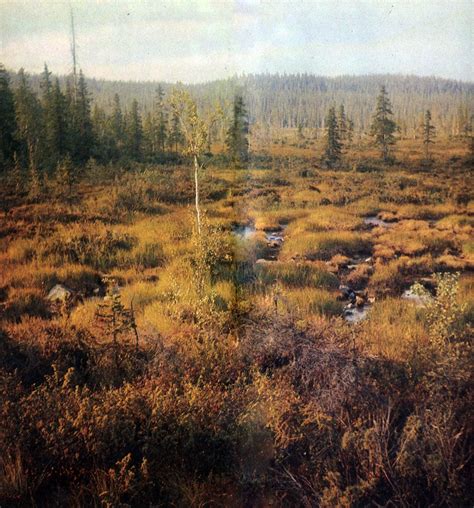Taiga Russia Fantasy Landscape Boreal Forest Forest Illustration