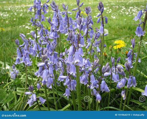 Bright Attractive Blooming Blue Common Bluebell Flowers In The Field In