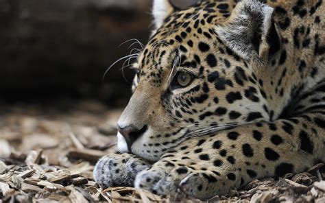 Free Download Hd Wallpaper Jaguar Predator Backgrounds Snout Big
