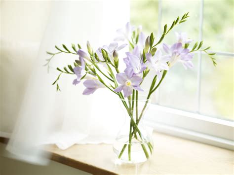 How To Grow And Care For Freesia Flowers