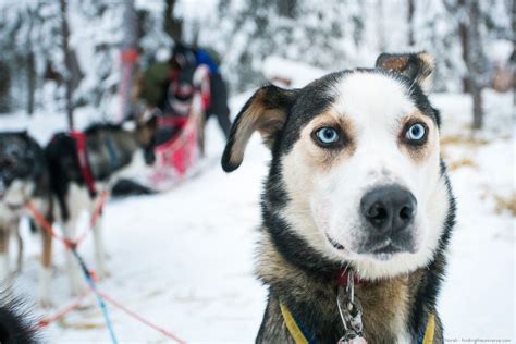 Dog Sledding In Lapland Finding The Universe Pet Photography Tips