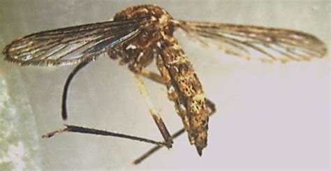 Light Microscope Images Of Wild Adult Female Of Aedes Aegypti