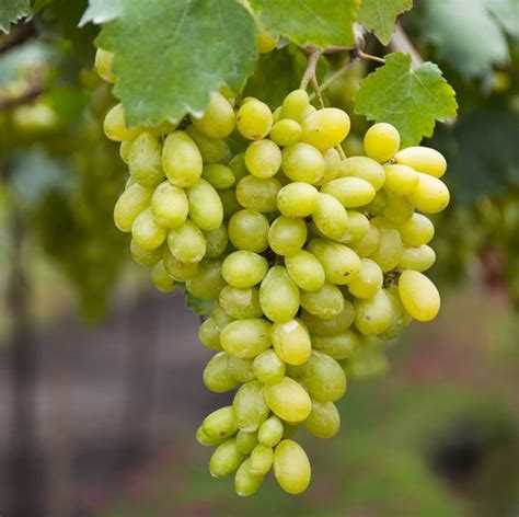 Hope Bunch Grape Vine Isons Nursery And Vineyard