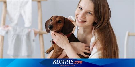 Berita Harian Memiliki Anjing Terbaru Hari Ini Kompas Com
