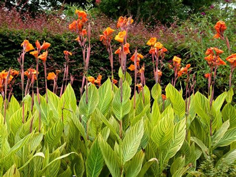 Canna Rust Information Recognizing And Treating Canna Rust Symptoms