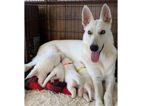 2 Females Left Purebred White German Shepherd Puppies Harrisburg