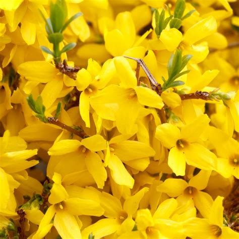 Common flowering shrubs for zone 9. Pin on Yards, trees and landscapes