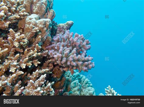 Coral Reef Pink Image And Photo Free Trial Bigstock