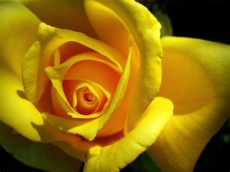 Found On Bing From Flower Yellow Roses Yellow