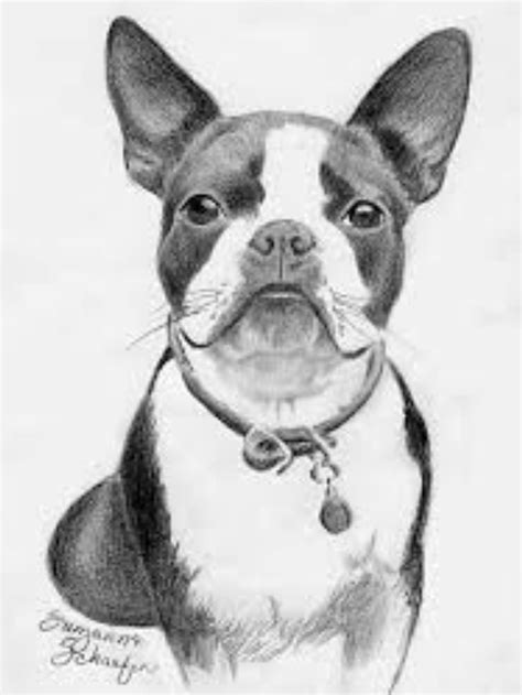 Boston Terrier Outline Drawing Drawing Arts