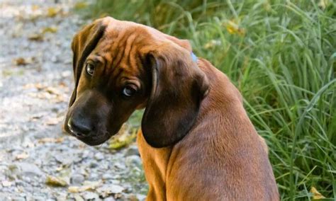 Young Dogs Might Be More Similar To Human Teenagers Than We Think