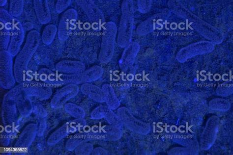 Bacteria Or Germs Microorganism Cells Under Microscope In The Color