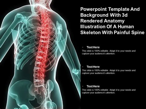 Template With 3d Rendered Anatomy Illustration Of A Human Skeletal Back