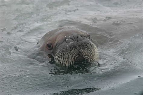 As Sea Ice Recedes Walruses Gather Near Point Lay Earlier Than Ever