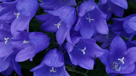 Download Blue Flower Bluebell Nature Flower Hd Wallpaper