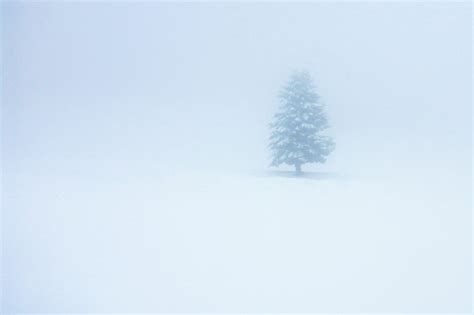 Wallpaper Snow Sky Freezing Tree Fog Atmosphere Of Earth