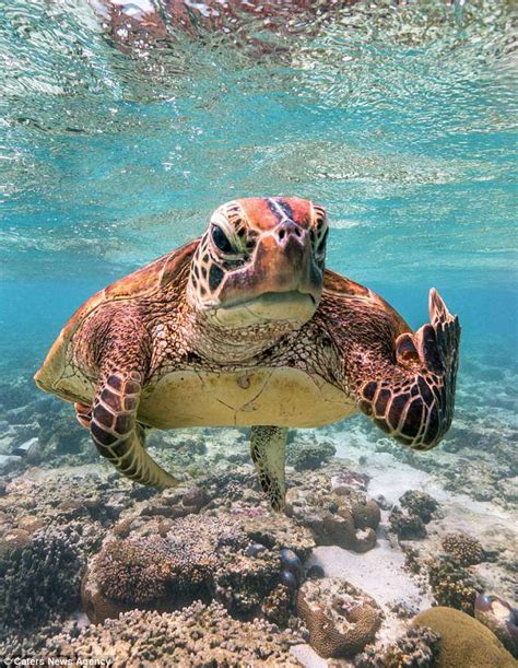 Turtle Gives The Rude Finger To A Photographer In Queensland Daily
