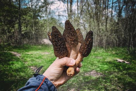 Spring Morel Hunting In Maupin Imperial River Company