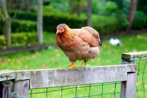 Having chickens means an unlimited supply of eggs, and the best kind of eggs, fresh ones! Brahma Chickens: Everything You Need to Know About the Breed