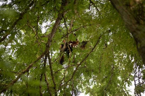 Red Panda, Kora, found safe at Columbus Zoo | NBC4 WCMH-TV