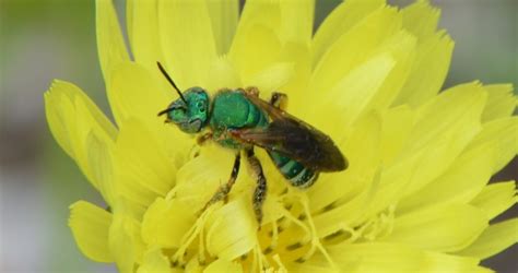 Sweat Bees Are Pollinators With Panache Ufifas