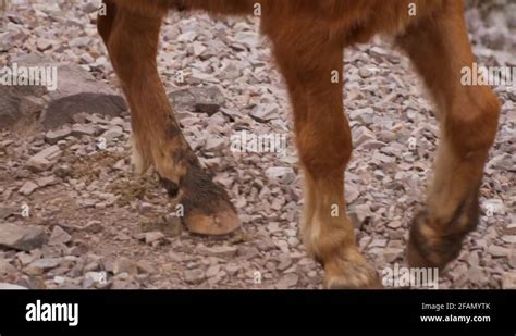 Horse Hooves Stock Videos And Footage Hd And 4k Video Clips Alamy
