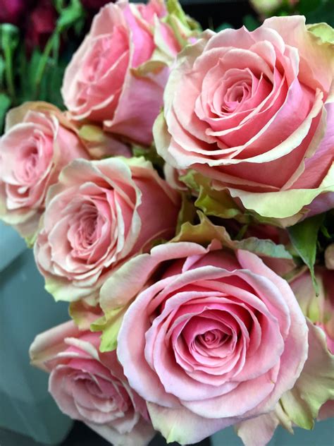 Pink Roses Floral By Freshdesign Pink