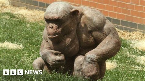 Twycross Zoos Hairless Chimp Mongo Dies Unexpectedly Bbc News