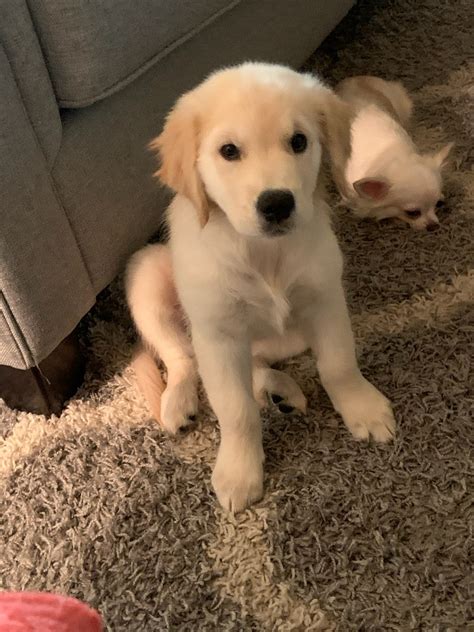 Get a boxer, husky, german shepherd, pug, and more on kijiji, canada's #1 local classifieds. Golden Retriever Puppies For Sale | Gaston, SC #316935