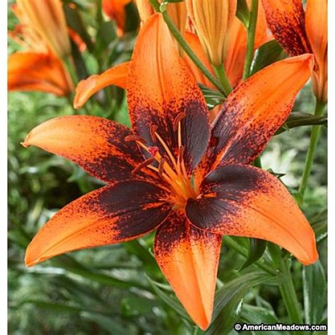 Orange Tango Lily Bulbs Orange Art Lilium Tango Lily Lily Flower