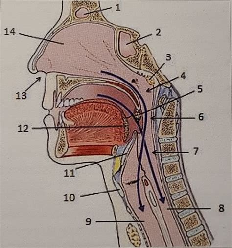 Upper Respiratory Tract Diagram Quizlet