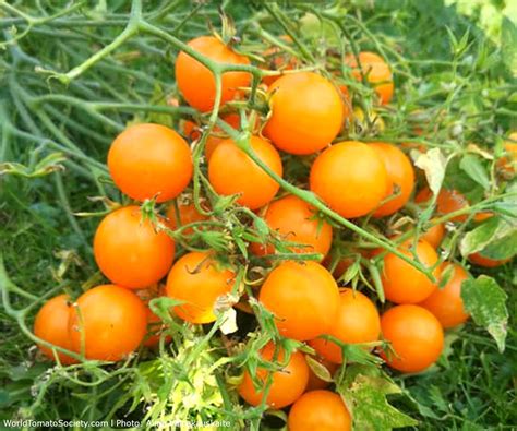 Orange Centiflor Tomato A Comprehensive Guide World Tomato Society