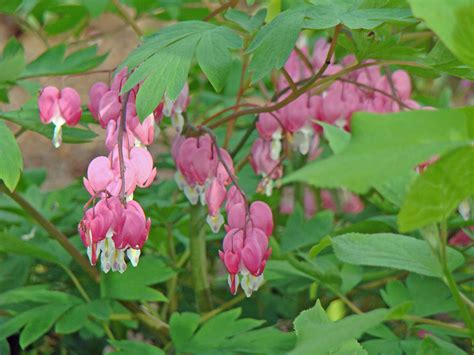 Pink Bleeding Heart Flowers Dicentra Spectabilis Photograph By Mother