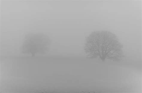 Trees In The Mist Stuart Fleming Flickr