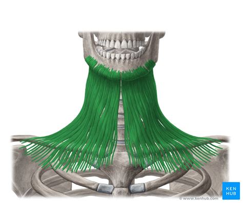 Platysma Muscle Attachments Innervation Function Kenhub