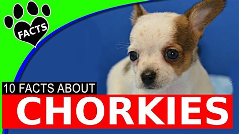 Designer Dogs 101 Chorkie Dogs 10 Chihuahua Yorkie Mix Facts Popular