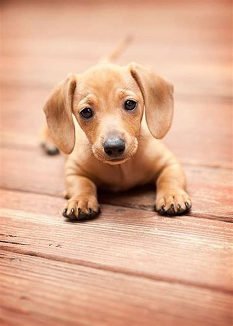 45 Cute And Amazing Dachshunds Pictures