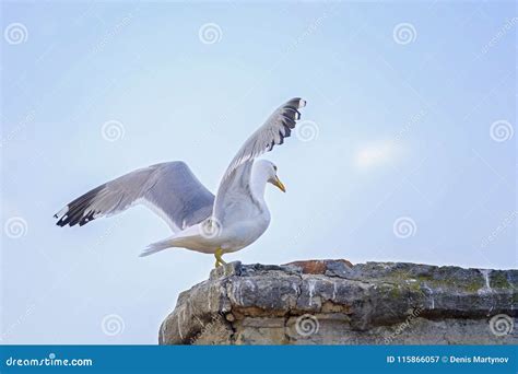 Seagull Open Wings Stock Photos Download 1215 Royalty Free Photos