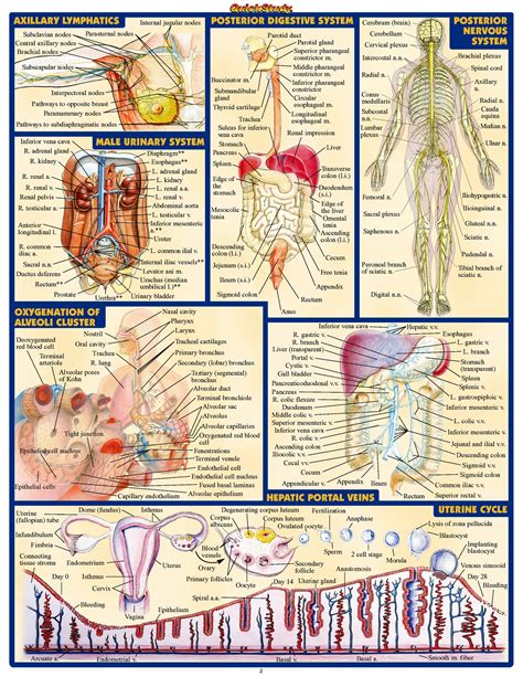 Qs Anatomy Ii 2