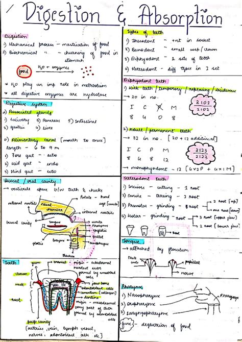 Solution Digestion And Absorption Handwritten Concise Notes Studypool