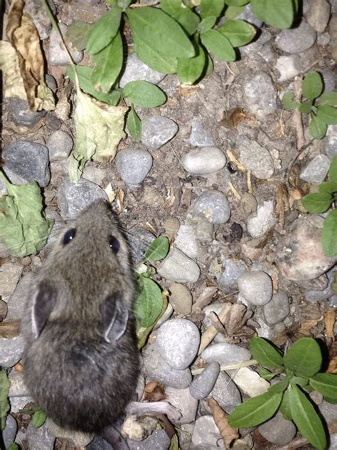 Deer Mouse Wildlife Of Staunton State Park · Inaturalist