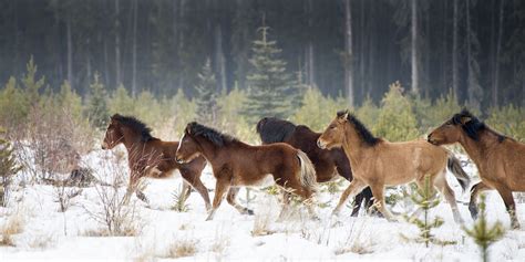 Is There Any Wild Horses In Canada