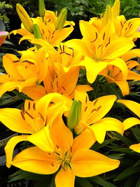 Yellow Tiger Lily Plants Yellow Tiger Lilies By Bloodstainedsharpie