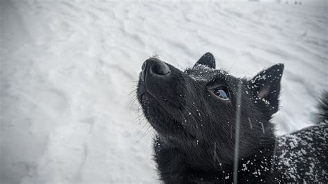 Schipperke Découvrez En Plus Sur Cette Race De Chien Méconnue