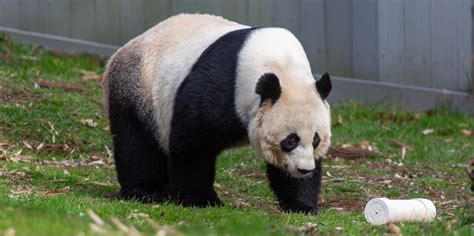 Giant Panda Update From Bamboo Shoots To Training Chutes Smithsonian